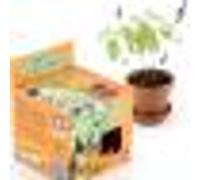 Radis et Capucine – Pot avec coupelle – Plante qui danse – 8 cm