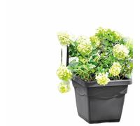 Deroma Pot de fleurs carré Day R 38 x H33,5 cm Gris anthracite
