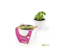 Radis et Capucine - Pot de culture en céramique - Basilic Grand vert - 8 cm