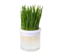 Pot de Culture d'herbe à Chat, Vase hydroponique Transparent, boîte d'herbe pour Chat, Accessoire pour Animaux de Compagnie, bac de Germination pour Chats d'intérieur ou d'extérieur, Cadeaux