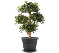 Pot De Fleur Avec Soucoupe Plastique Anthracite D 55 Cm Cache Pot Classique Jarnidniere Rond Bol Boite A Fleurs Plantes Multicolore