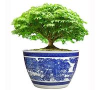 Pot de Fleur en céramique de Jardin extérieur surdimensionné Jingdezhen Pot de Fleur en Porcelaine Bleue et Blanche Oranger Bonsaï Arbre fruitier Arbre de Fortune Osmanthus Pot d'arbre intérieur
