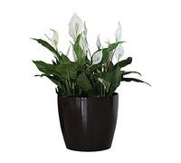 Pot de Fleur Rond Cache Pot en Plastique Jardiniere pour Plantes PlantesExterieures et Interieures Pot Brillant Noir D 360 mm H 316 mm