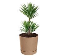 Pot De Fleurs Avec Couvercle Et Soucoupe, Rond, Ø 40 Cm, H 38, Mat, 35 L, Marron Multicolore