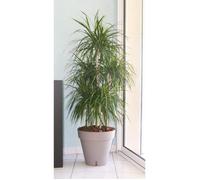 Pot de fleurs avec réserve d'eau - RIVIERA - Loft Rond - Ø 49 x H 45 cm -Taupe