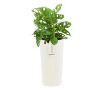 Pot de fleurs - BOTLE - Rond - Ø 25 cm - H 48 cm - Blanc élégant à rayures