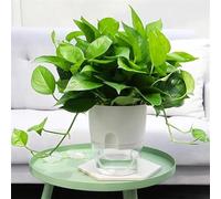 Pot de fleurs double couche auto-arrosant avec corde en coton absorbante pour plantes d'intérieur - Arrosage automatique - Décoration d'intérieur - Blanc (8,2 x 11,3 cm)