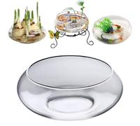 Pot de fleurs en verre décoratif pour plantes hydroponiques - 20 cm - Idéal pour la décoration d'intérieur - Narcisse Tazetta - Parfait pour l'affichage de plantes d'eau douce