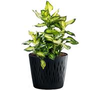 Pot de fleurs + insert pot de plantation cache-pot bac à plantes Sandy rond...