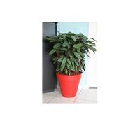 RiViERA Pot de fleurs Loft avec réserve d'eau – Rond Ø 50 x H 46 cm – Rouge