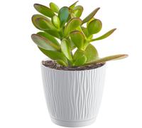 Pot de fleurs - PROSPERPLAST - Sandy P - Rond Ø13 cm - Blanc - Plastique anti-UV