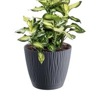 Pot de fleurs - PROSPERPLAST - SANDY P - 0,6L - Anthracite - Carré - 168x168x157 mm