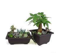 Pot de fleurs rectangulaire et carré en plastique avec plateau imitation sable violet (5#)