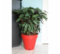 Pot de fleurs Riviera Rouge Polypropylène Plastique Rond Boule Ø 50 cm