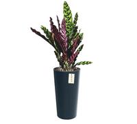 Pot De Fleurs Rond Ø 30 Cm H 57.5 Cm Anthracite Élégant Haut Rayé Multicolore