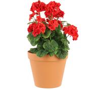 Pot de fleurs rond 5,9 l terre cuite Ø 26 cm plastique, pour compositions florales, hauteur 22,5 cm