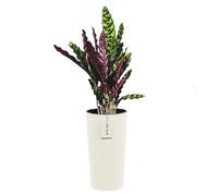 Pot de fleurs rond - Blanc - Ø 30 cm - H 57.5 cm - Plastique résistant - Motif à rayures modernes