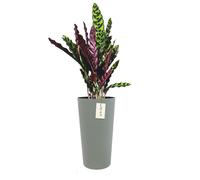 Pot De Fleurs Rond Ø 30 Cm H 57.5 Cm Gris Élégant Haut Rayé Multicolore