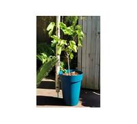 RiViERA – Pot de fleurs SOLEILLA – Plastique – H52 x D39 cm – Bleu
