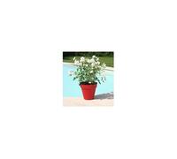 RiViERA - Pot de fleurs Soleilla Rond - Ø 39,2 x 35,8 cm - 25 L - Rouge