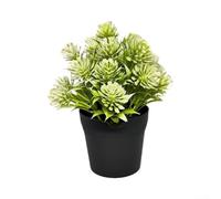 Pot d'herbe de lotus sans eau 16 cm Décoration nécessitant peu d'entretien | Sans entretien, ne se fanent pas, résistent aux moisissures, restent frais pour toujours, idéal pour les maisons occupées