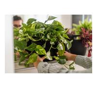 Pot mural à arrosage, noir