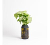 Pot transparent avec base ambre et support en ébène