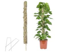 Poteau en mousse auto-arrosage | Piquets sphaigne pour grimpantes | Mât en mousse pour Monstera | Véritable bâton de mousse fait à la main pour en pot Support Treillis Parfait