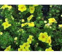 Potentilla frut. 'Kobold' - Digitale 20- 25 cm - Conteneur