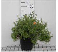 Potentilla frut. 'Marian Red Robin'® ('marrob') - Digitale 25- 30 cm - conteneur