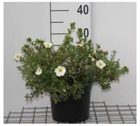 Potentilla frut. 'Tilford Cream' - Digitale 25- 30 cm - En conteneur