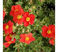 Potentille arbustive 'Marian Red Robin' - Potentilla fruticosa 'Marian Red Robin' - 25-30 C - 25-30 cm pot | Floraison rouge orangé, feuillage vert foncé