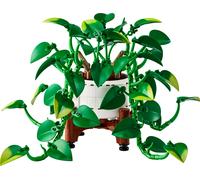 Pothos doré tombant