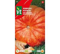 Potiron Rouge vif d'Étampes Graines - Gros fruits ridés à écorce et chair orange-rouge
