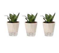 Pots de fleurs à arrosage automatique en plastique et céramique pour intérieur et extérieur - Pour plantes grasses et orchidées - Beige - Petite taille - Pas d'arrosage nécessaire - Balcon et