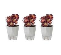 Pots de fleurs à arrosage automatique en plastique pour plantes grasses et orchidées en céramique - Gris clair - Petit format - Pas d'arrosage nécessaire - Design respectueux de l'environnement