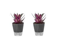 Pots de fleurs à arrosage automatique en plastique pour plantes grasses et orchidées - Pot de fleurs en céramique (gris moyen) - Pas d'arrosage nécessaire - Parfait pour une utilisation en intérieur