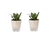 Pots de fleurs à auto-arrosage beige moyen en plastique et céramique pour balcon, plantes grasses et orchidées, pas d'arrosage nécessaire, design auto-absorbant