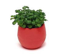 Pots de fleurs, conteneurs de plantes petits pots de fleurs ronds colorés en plastique pour jardin, maison, bureau, décoration, pots de fleurs de bureau, peuvent être utilisés pour les plantes