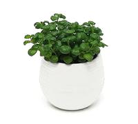 Pots de fleurs, conteneurs de plantes petits pots de fleurs ronds colorés en plastique pour jardin, maison, bureau, décoration, pots de fleurs de bureau, peuvent être utilisés pour les plantes