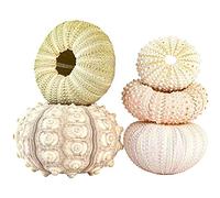 Pots de Fleurs Coquillage, Ensemble décoratif de 4 pièces | Corde de Perles, Décoration de Jardin et Maison, Ornement en Forme de Conque, Article pour Plantes Décoratives