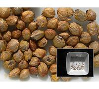Potseed 10 graines: Houblon - Humulus lupulus - Hop - Sem03