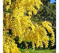 Potseed 10 Semi Mimosa Acacia Bush Tree - pianta esotica del Mediterraneo con Il Fiore Giallo