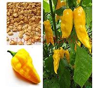 Potseed 100 rares graines de poivron Jaune Hot Chili Habanero Devils Tongue graines de Piment Jaune Meilleures graines de légumes pour Le Jardin de la Maison