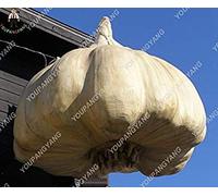 Potseed 100pcs Super Gaint GarlicOrganic GarlicPlants Rare Oignon Ail