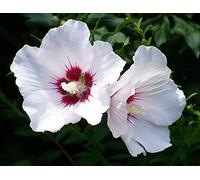 Potseed 20 Graines Hibiscus syriacus Coeur Rouge « Livraison Gratuite »