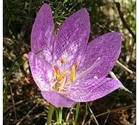 Potseed - colchique bivonae Seeds