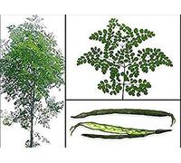 Potseed Germination Les graines: malunggay Graines de légumes Herb Moringa oleifera 12 Graines