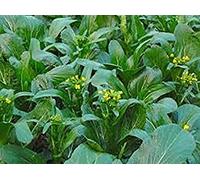 Potseed Germinazione I Semi: 100 - Semi: Misto Yu Choy Sum (Sia Rosso Che varietà Stelo Verde) tenera e Deliziosa