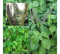 Potseed Germinazione I Semi: Ocimum gratissimum 100 Semi, Come Spezia in Ocimum Curry, Hanno Una buona Smell